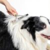 Tsxurepaw Pet Grooming Rake Long Hair Deshedding Tool-5