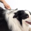 Tsxurepaw Pet Grooming Rake Long Hair Deshedding Tool-6